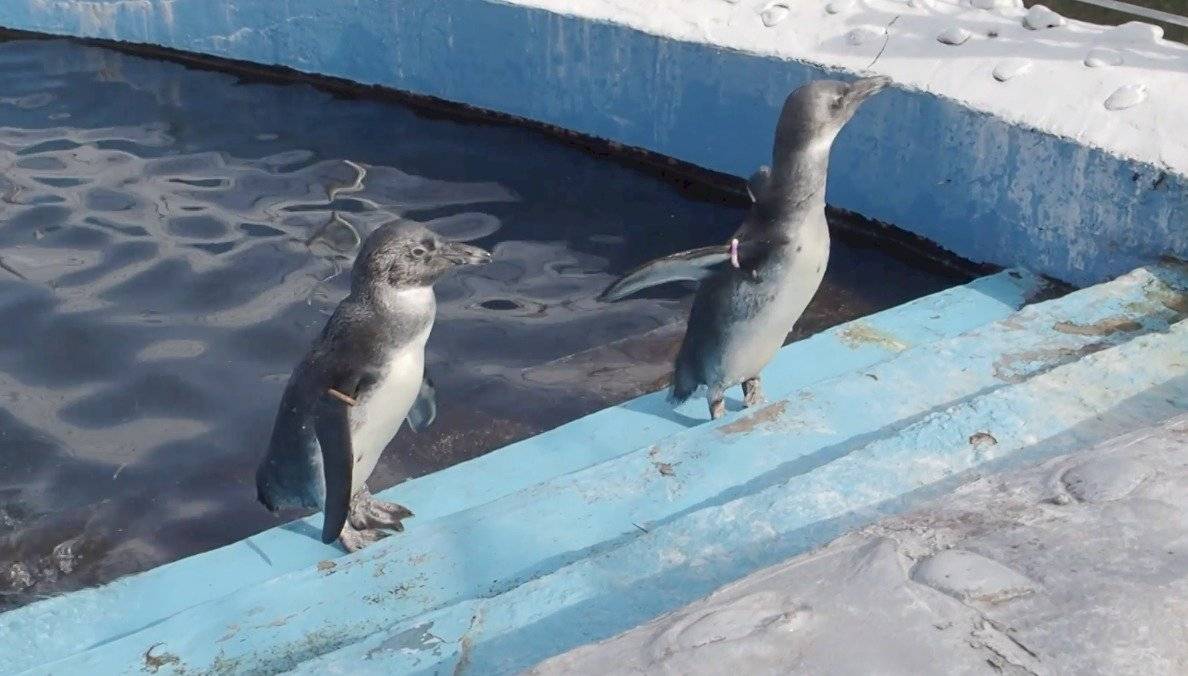 Pequeños pingüinos nadan por primera vez en la piscina del zoológico de Krasnoyarsk