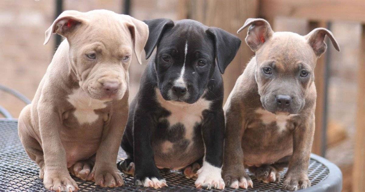 American Pitbull Terrier