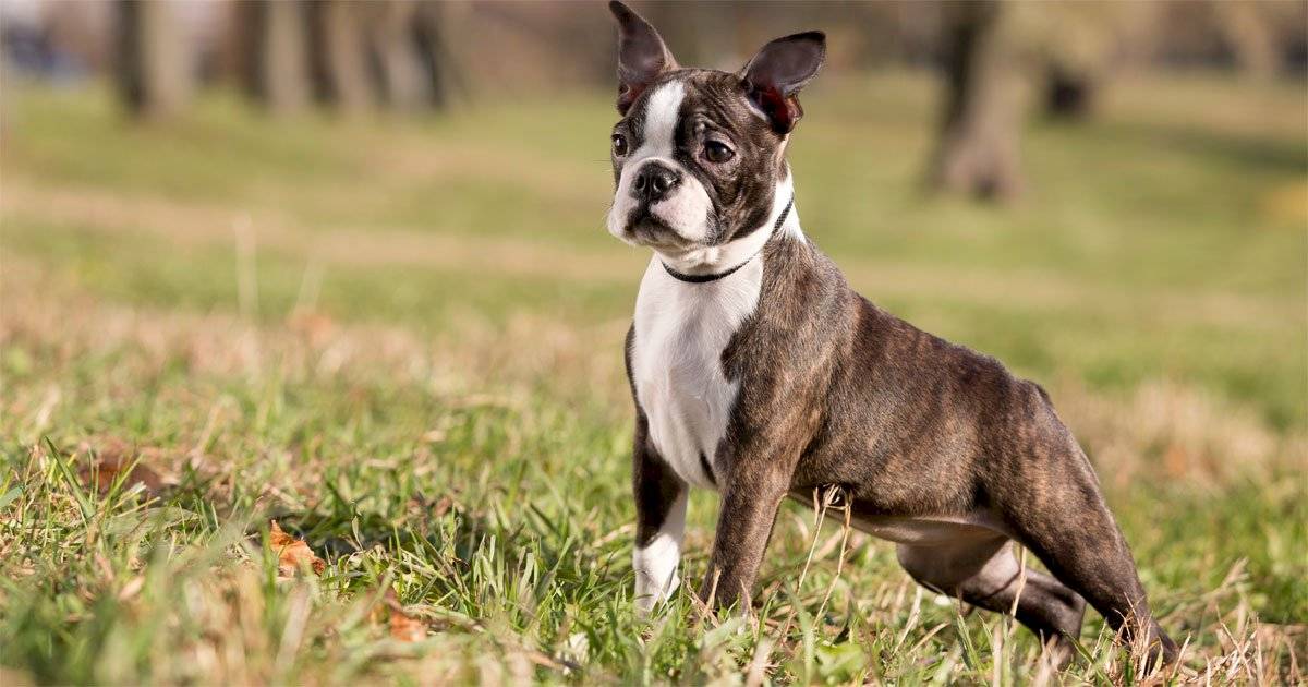 Boston Terrier
