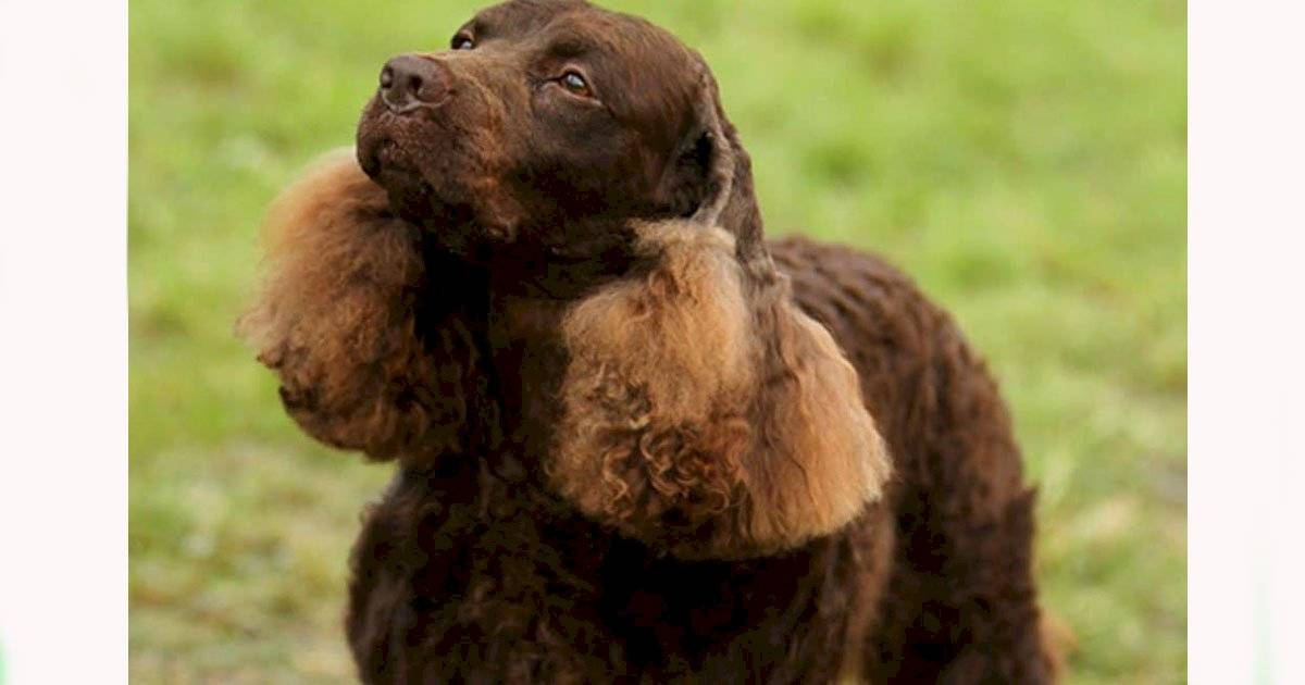 cão d