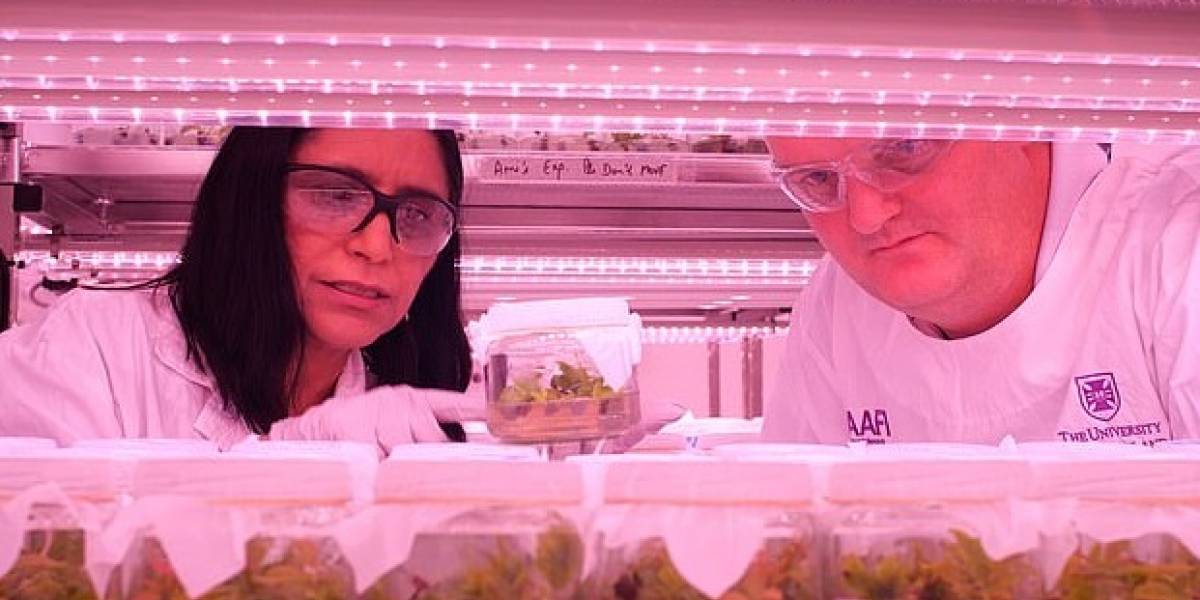 Menú espacial: científicos aseguran que los aguacates se pueden congelar criogénicamente y luego ser enviados a Marte