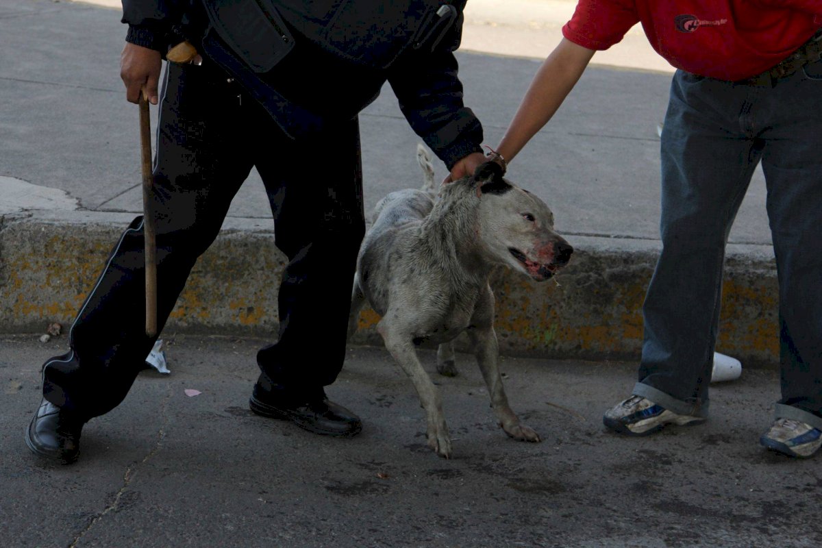 Perros callejeros