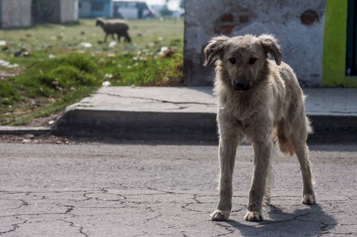 Perros callejeros