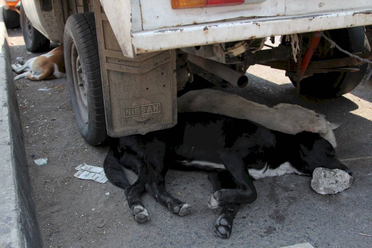 Perros callejeros