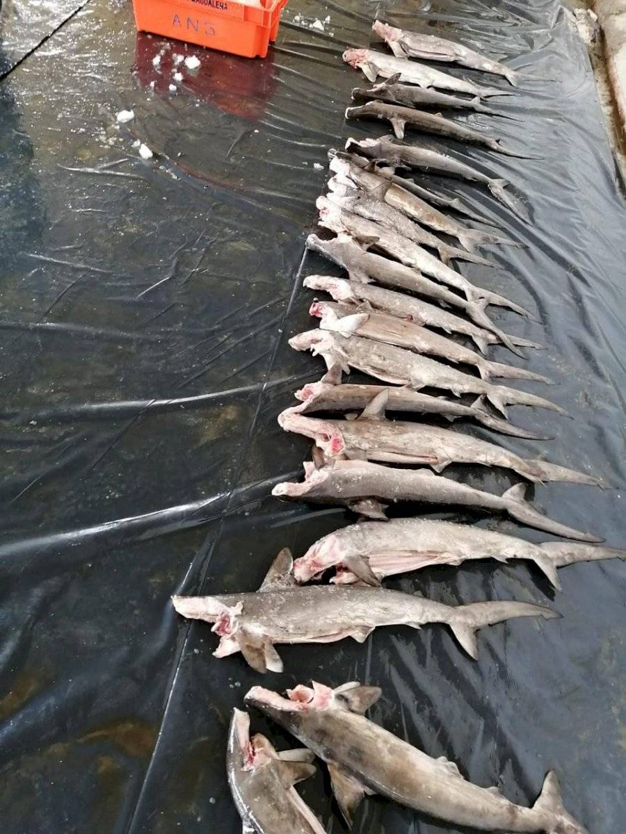 Decomisan en Perú 11 toneladas de tiburones mutilados procedentes de Ecuador