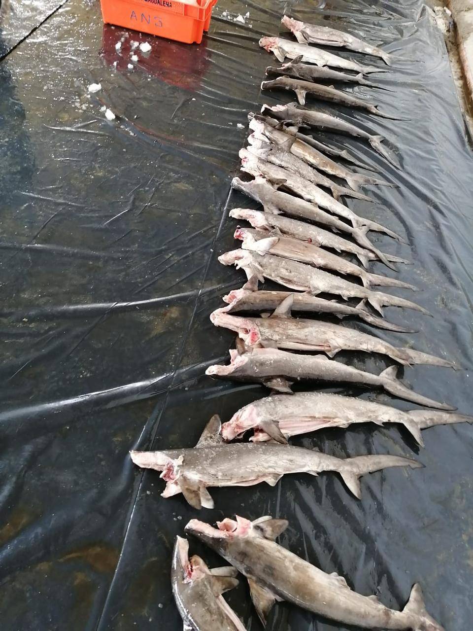 Decomisan en Perú 11 toneladas de tiburones mutilados procedentes de Ecuador