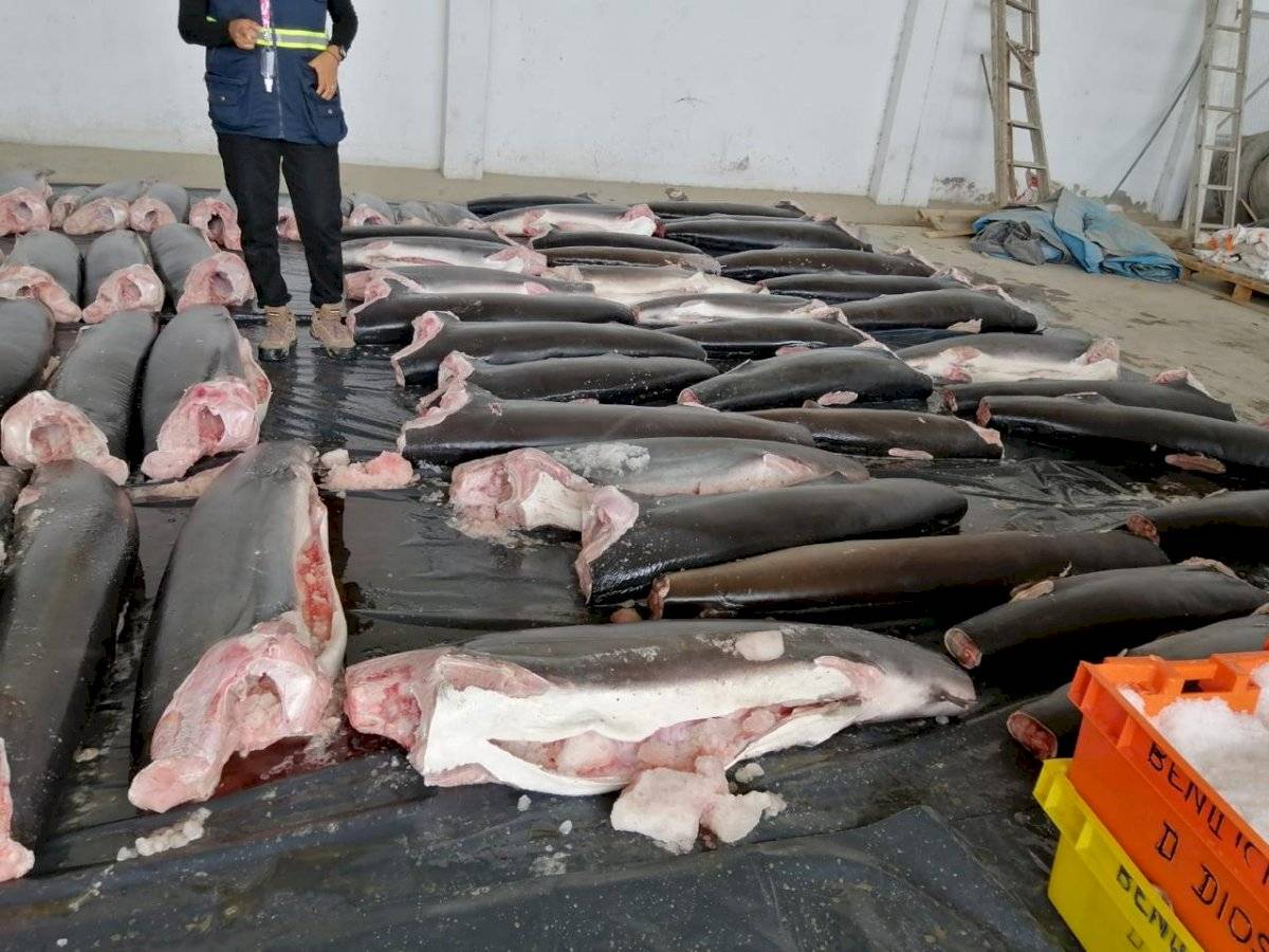 Decomisan en Perú 11 toneladas de tiburones mutilados procedentes de Ecuador