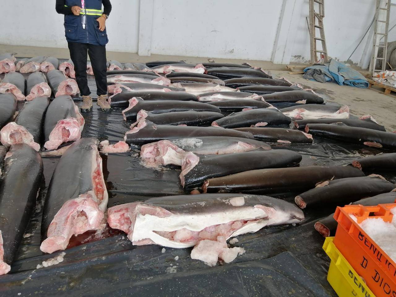 Decomisan en Perú 11 toneladas de tiburones mutilados procedentes de Ecuador