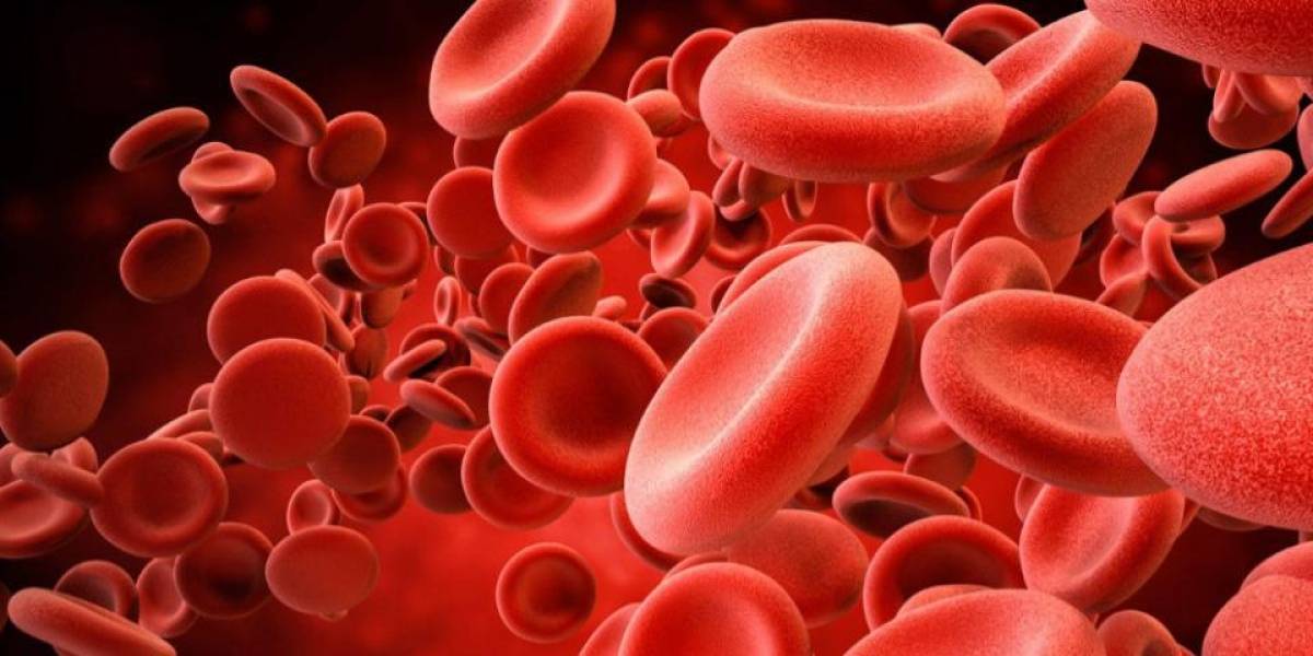 Coronavirus: existe una relación entre el tamaño de los glóbulos rojos y el riesgo de muerte por el virus