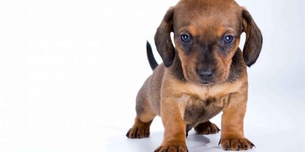 Cuarentena: Tener mascotas en la casa aumenta la salud mental y reduce la soledad