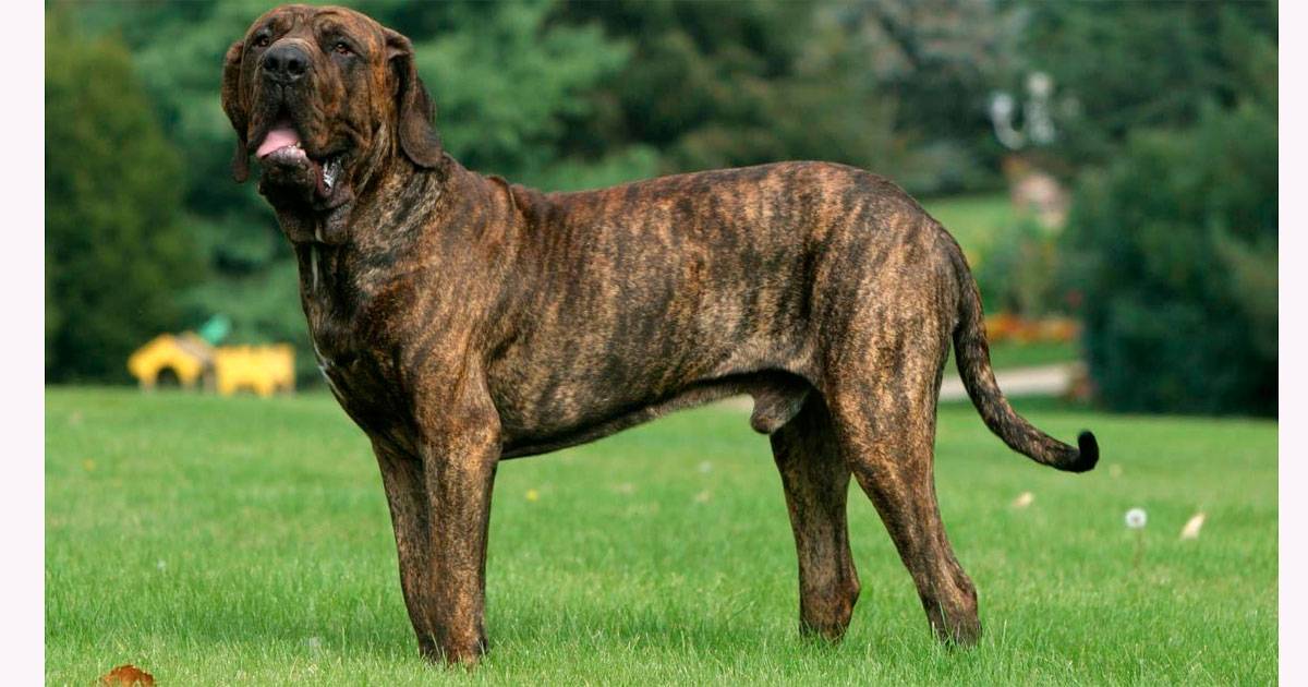 fila brasileiro fila brasileiro