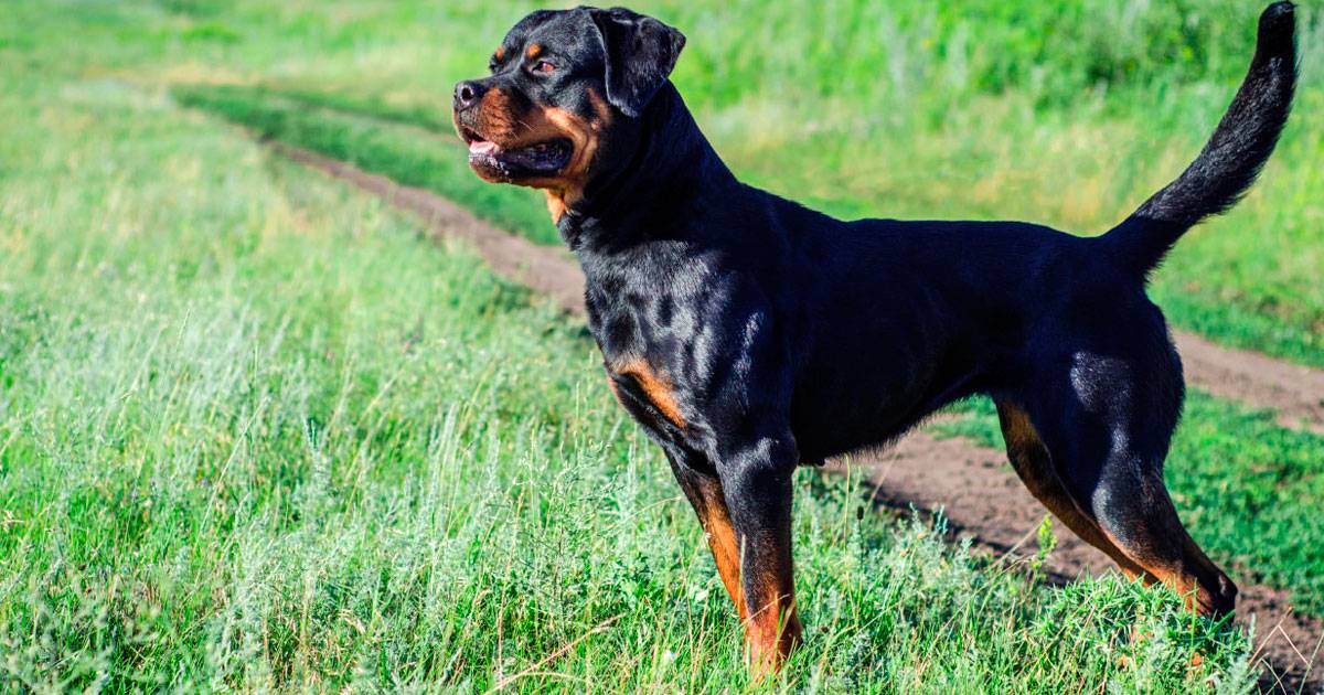 Rottweiler