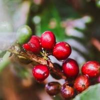 4 curiosidades de cuando beber café era romper la ley