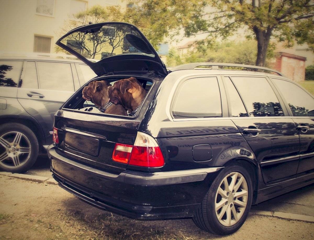 perro