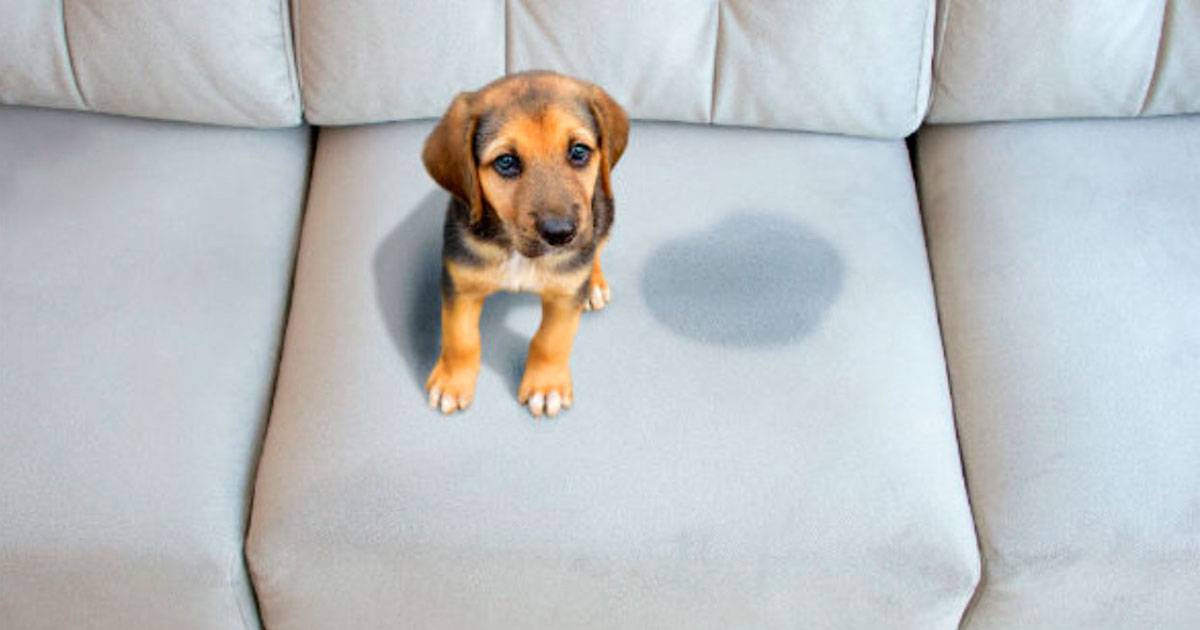 xixi cachorro