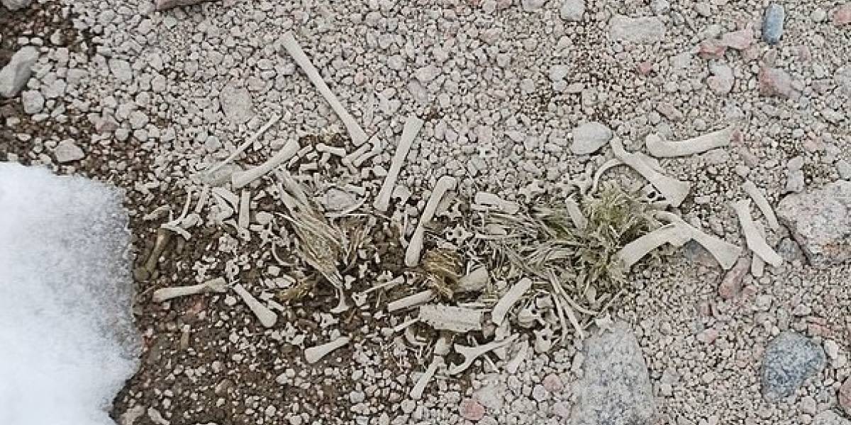 Gracias al calentamiento global se revelaron restos de pingüinos de hace 5 mil años, en la Antártida