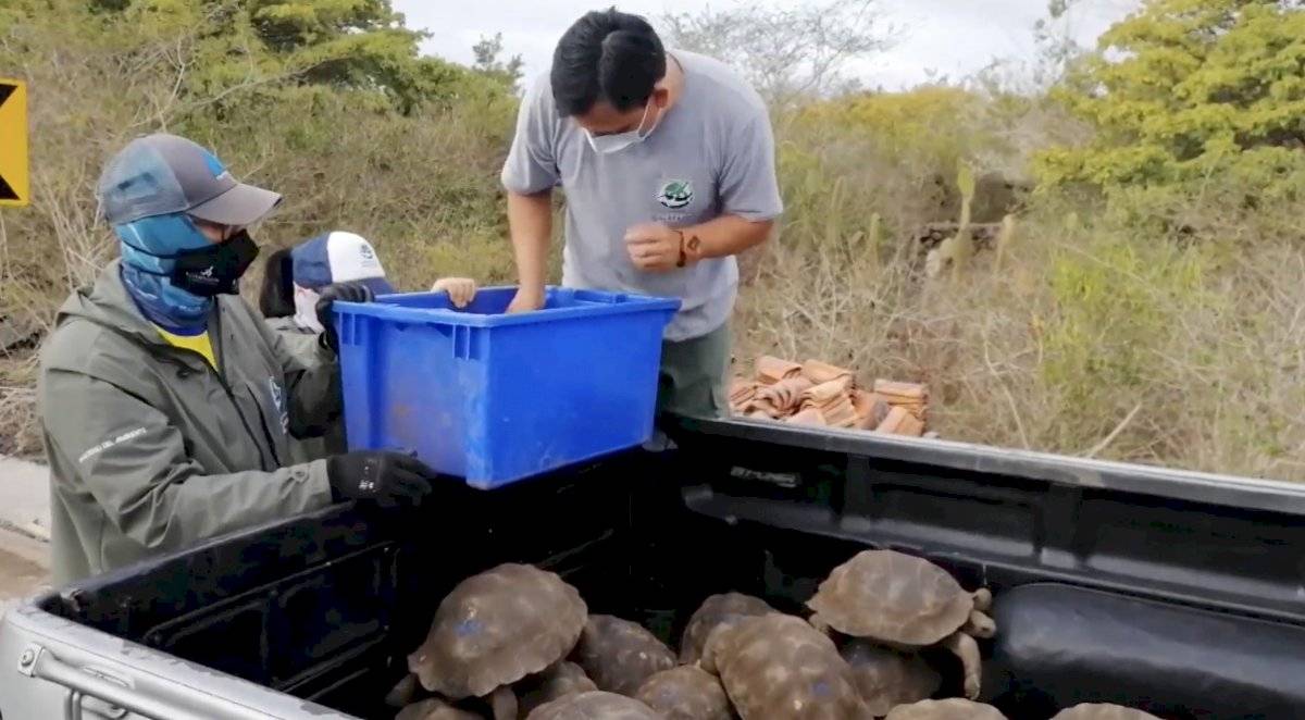 Las islas Galápagos reciben 36 nuevas tortugas gigantes nacidas en cautividad