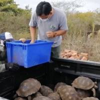 Las islas Galápagos reciben 36 nuevas tortugas gigantes nacidas en cautiverio