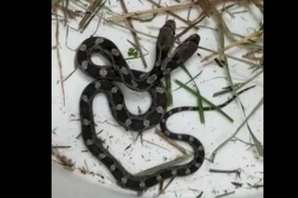 Serpiente