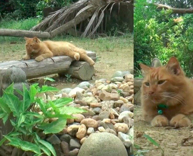Gatita demuestra el amor por dueño y lo visita en el panteón tras dos años de fallecido