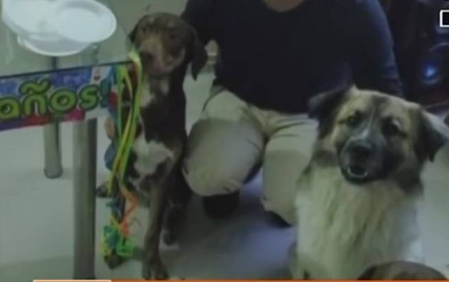 Amenazan de muerte a hombre y sus mascotas Amenazan de muerte a hombre y sus mascotas