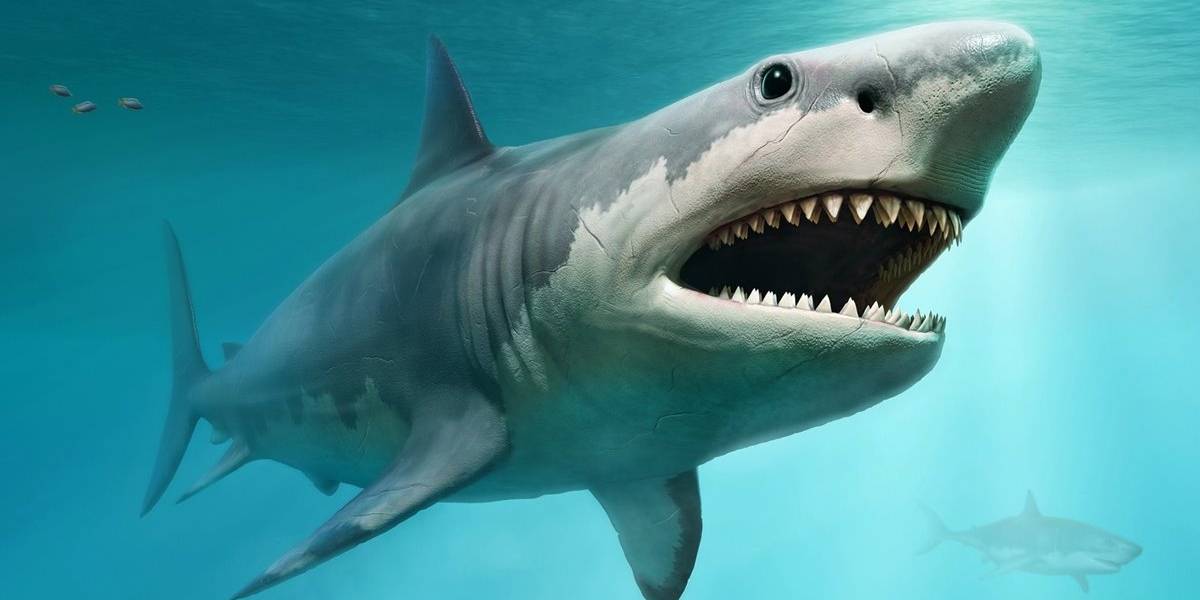 Estas siete criaturas marinas son mucho más peligrosas que un megalodón