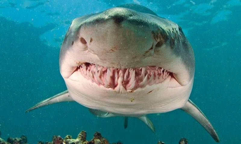 Tiburón toro Tiburón toro