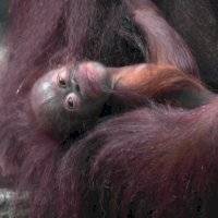 Nace orangután en peligro de extinción en zoológico de Reino Unido