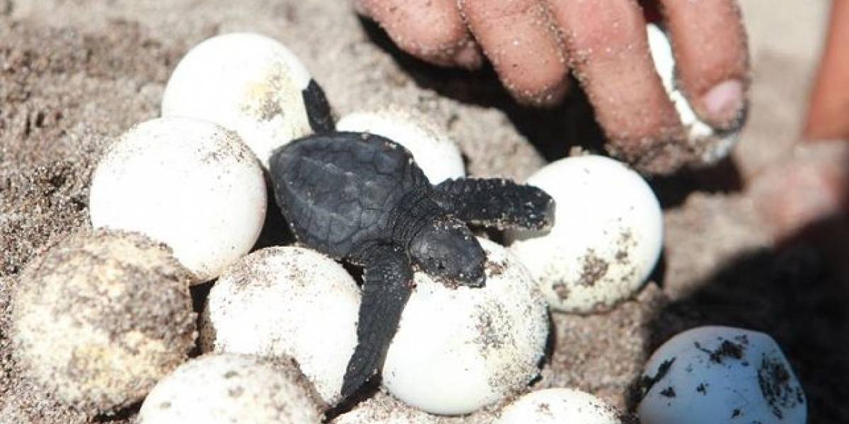 Huevos falsos con GPS exponen al comercio de tortugas marinas en Costa Rica
