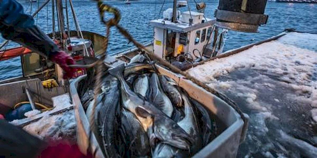 pesca
