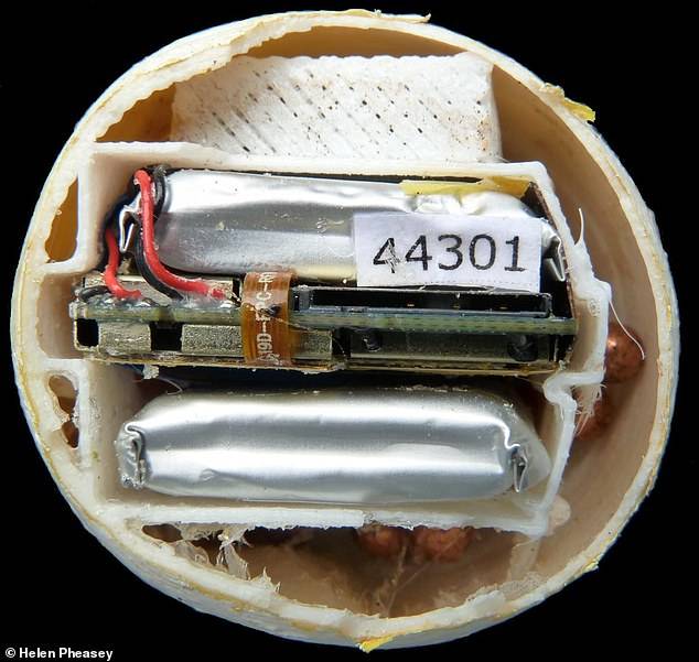 Este es el dispositivo GPS de los huevos de tortugas marinas. Este es el dispositivo GPS de los huevos de tortugas marinas.