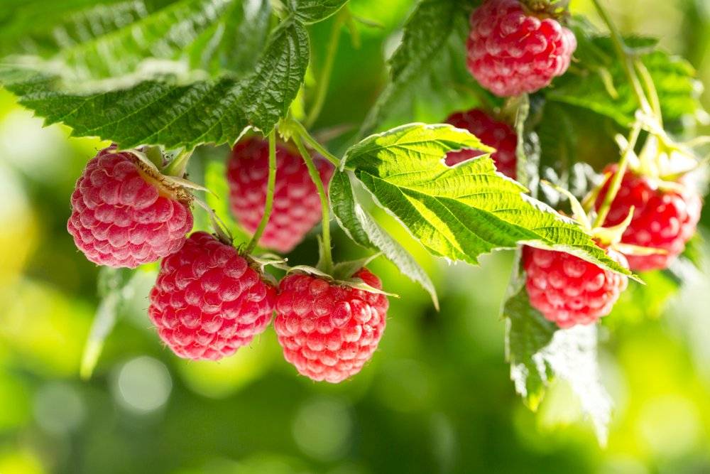 Frambuesa fruta contaminada