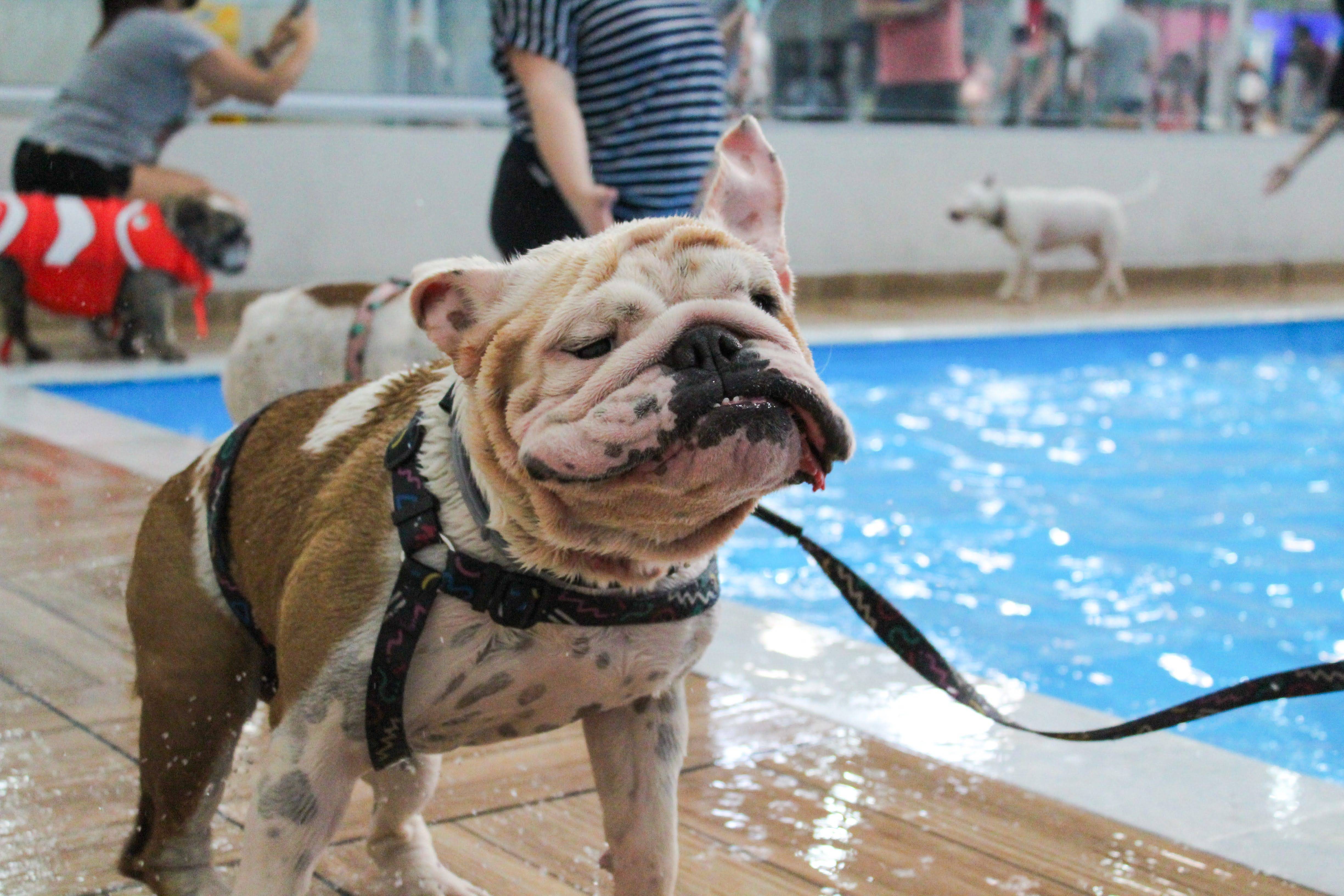 cachorro parque piscina cachorro piscina