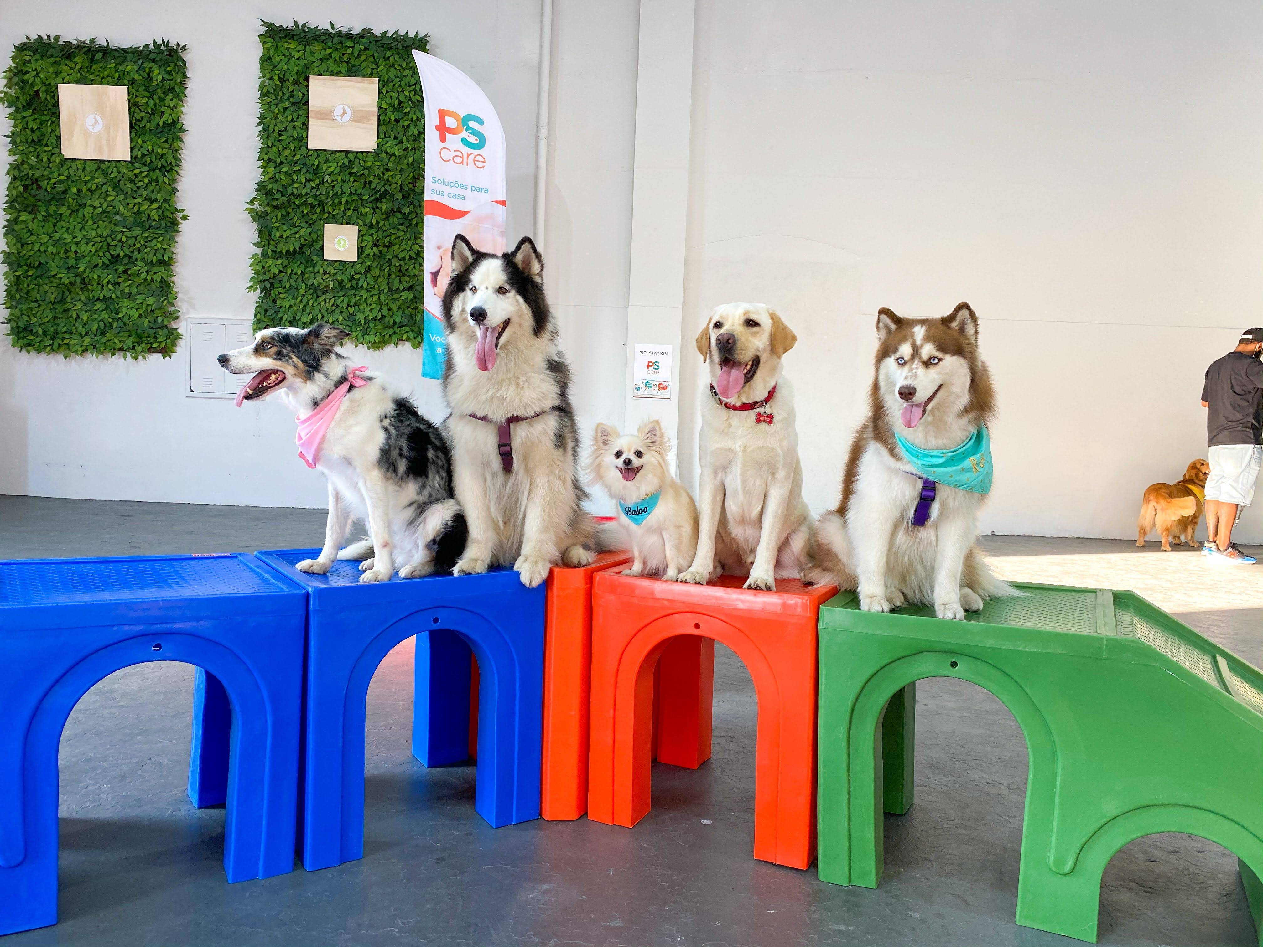 cachorros pódio