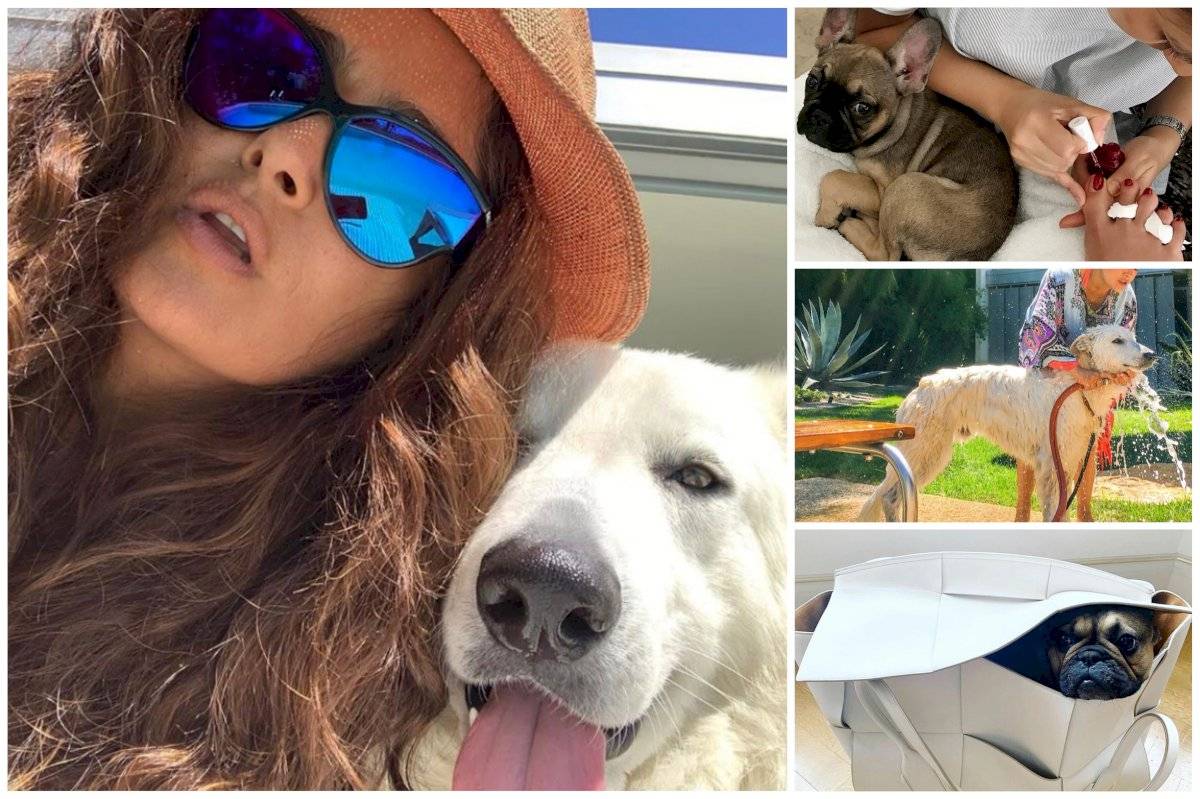 Amantes de las animales: famosos que presumen a sus mascotas en redes