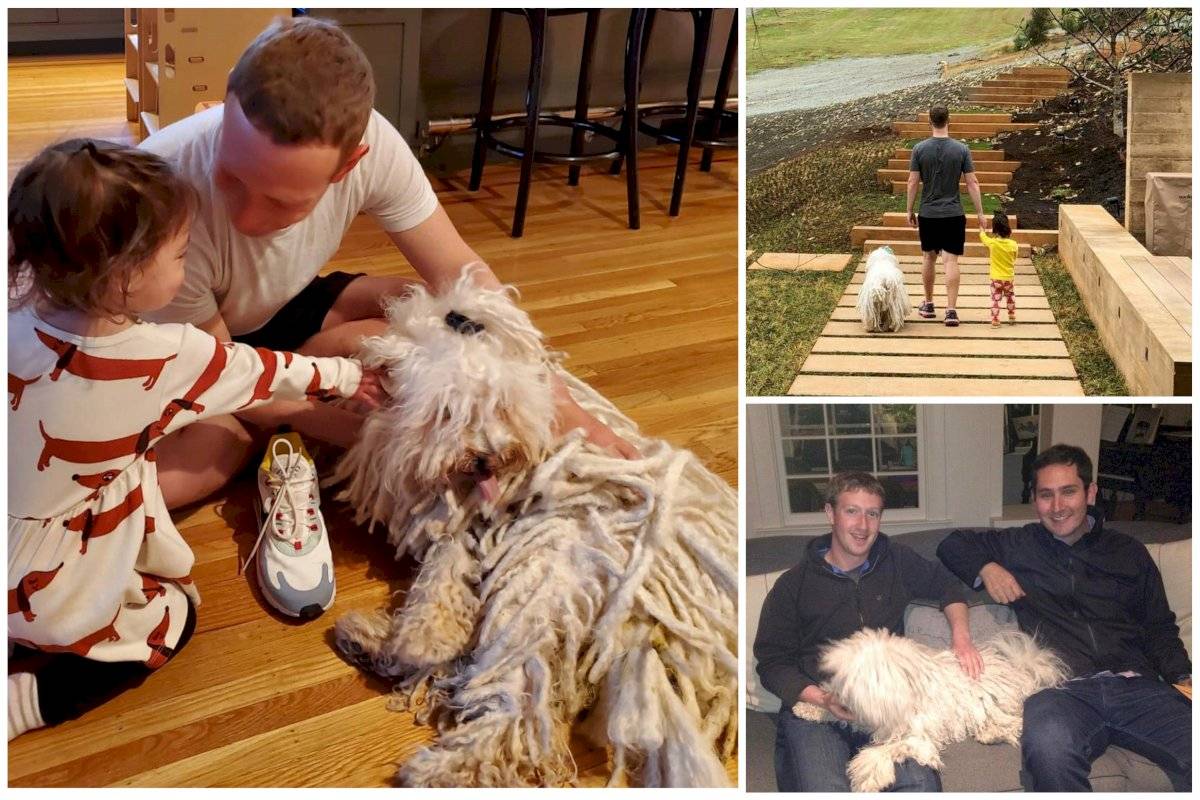Amantes de las animales: famosos que presumen a sus mascotas en redes