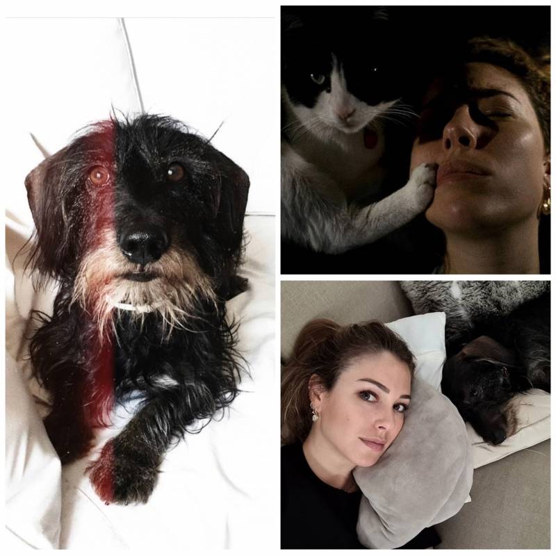 Amantes de las animales: famosos que presumen a sus mascotas en redes