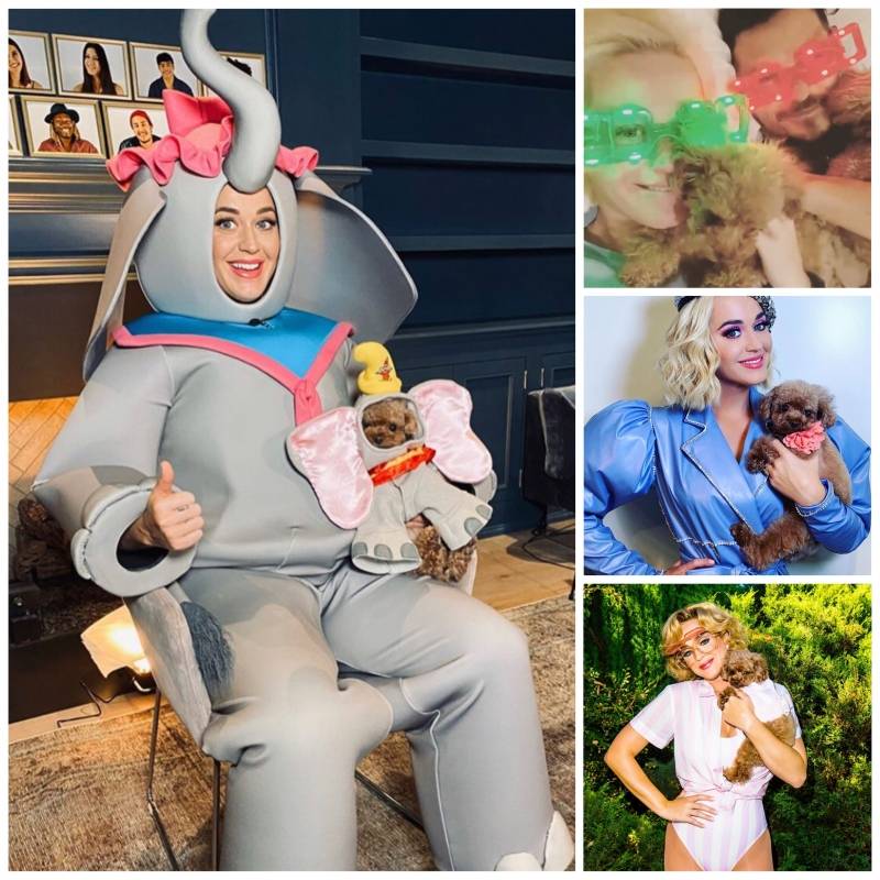 Amantes de las animales: famosos que presumen a sus mascotas en redes