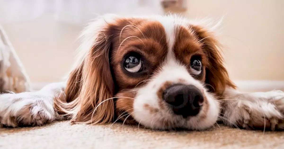 cheiro cão