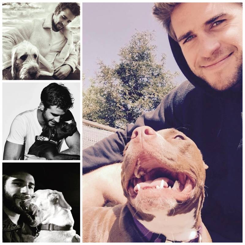 Amantes de las animales: famosos que presumen a sus mascotas en redes