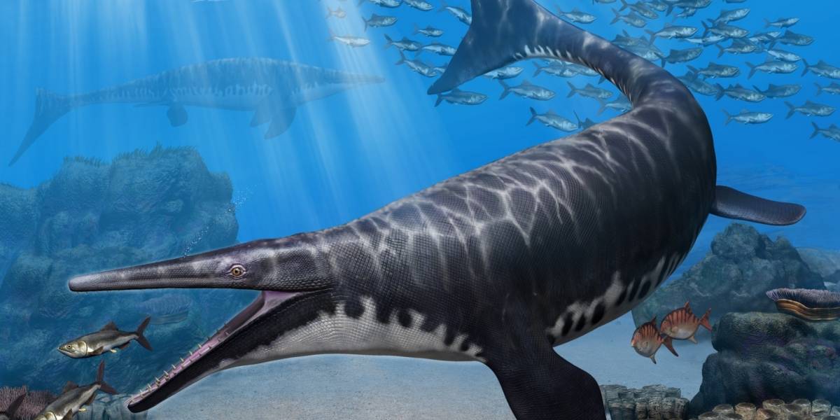 Hallaron una nueva especie de mosasaurus, el “monstruo” marino que reinó en Marruecos