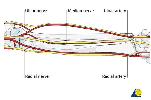 Arteria (Daily Mail)