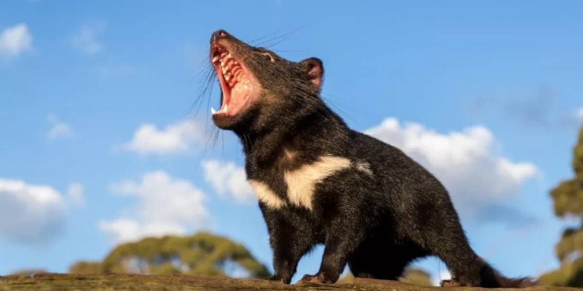 Esta terrible enfermedad también afecta al Demonio de Tasmania