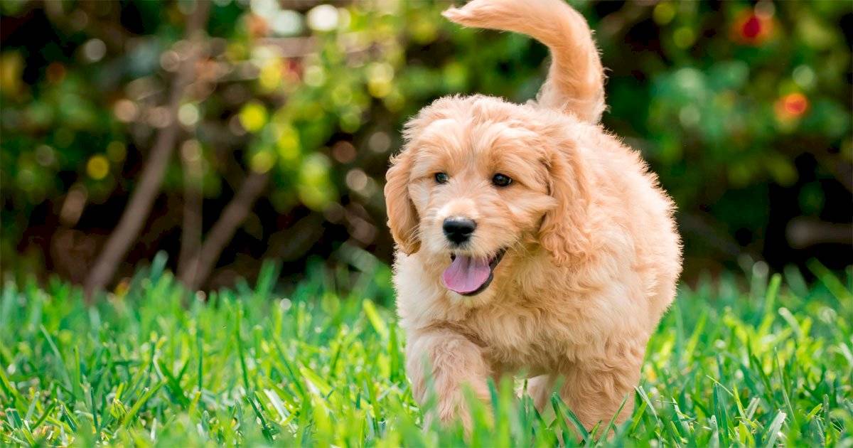 Goldendoodle