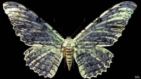 Las Alas de Pájaro Reina Alejandra