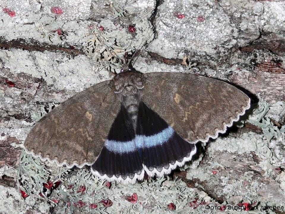 Catocala Fraxini