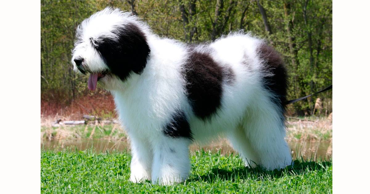 San Berdoodle San Berdoodle