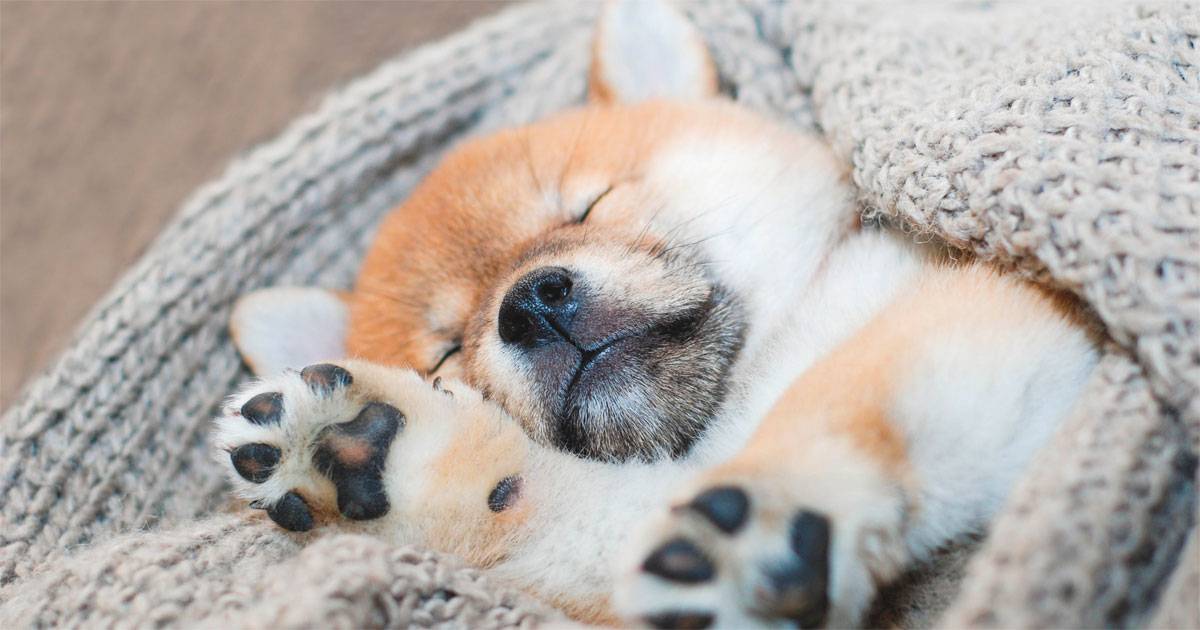 cão dormir sono