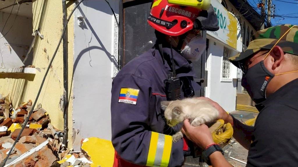 Gatito es entregado a su dueño