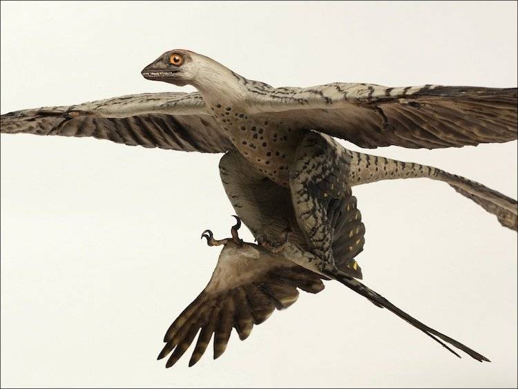  Otro de los dinosaurios extraños, el Microraptor. 